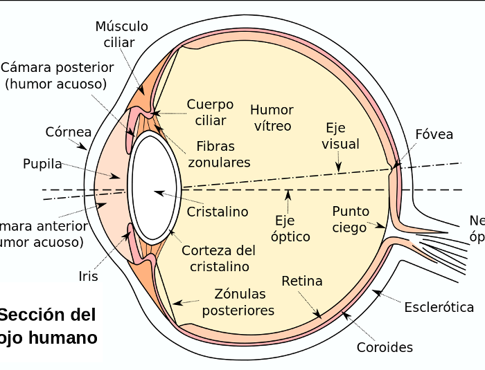 cómo funcionan tus ojos