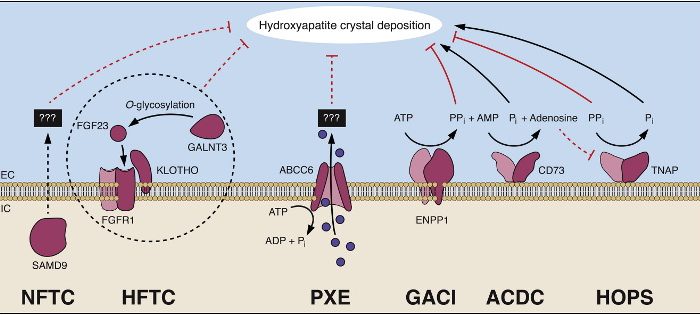 Gen ABCC6