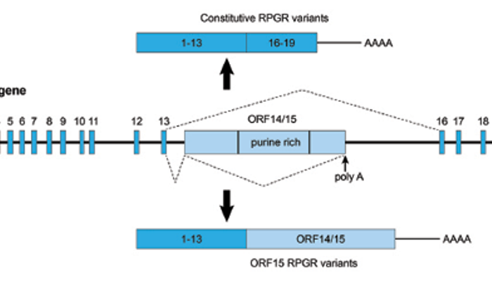 Gen RPGR
