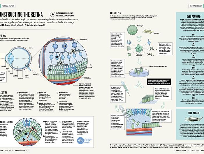 Reconstruyendo la retina