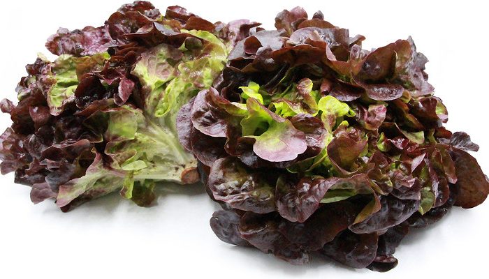 Salud y lechuga de hoja roja
