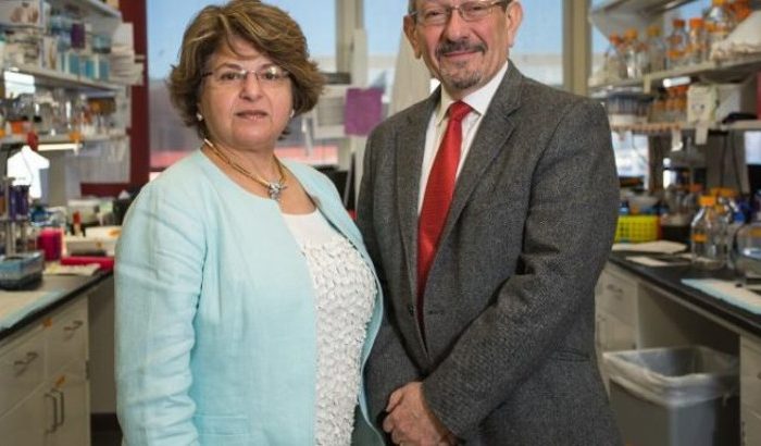 Muna Naash, izquierda, y Muayyad Al Ubaidi también son socios en el laboratorio, donde están examinando la proteína perifherina2 y su vínculo con enfermedades oculares que producen ceguera