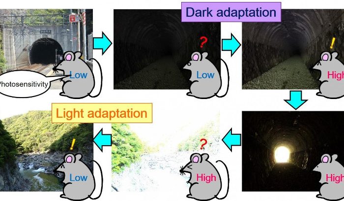 Investigadores descubren un interruptor de luz molecular en células fotorreceptoras