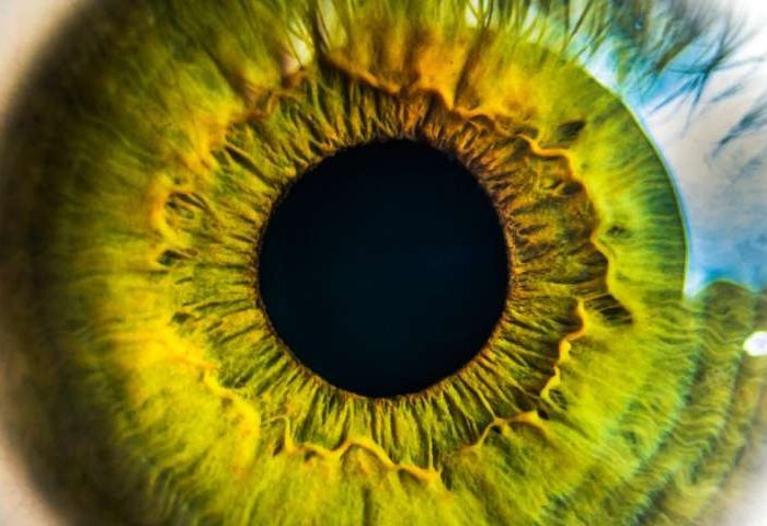 retina