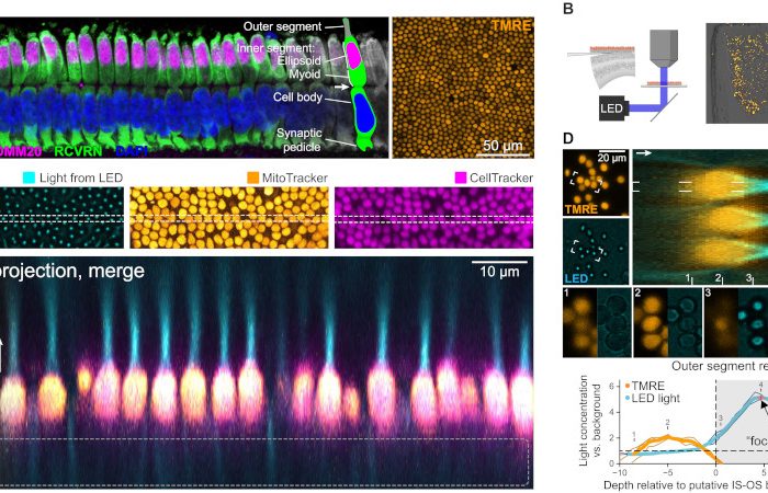 FIG. 1. Isolated cone photoreceptor ellipsoids focus incident light.(A) Cone mitochondria in dorsal GS retina. Left: Cone photoreceptor anatomy in an immunolabeled vertical section. The arrow indicates the junction between the IS and cell body. Right: Top-down flat-mount view of TMRE-labeled mitochondria in live photoreceptors. RCVRN, recoverin. (B) Horizontal sectioning and imaging of light transmission through agarose-embedded retinas. (C) Top-down view of light concentration in a 3D Z-stack by photoreceptors in retinas sectioned as in (B). MitoTracker localizes to mitochondria; CellTracker is sequestered within the cytoplasm following internalization. In the orthogonal vertical projection through the image stack, note the absence of CellTracker labeling where the cone myoid region would ordinarily be expected [dashed line; compare to (A)]. The arrow indicates the direction of light transmission. (D) Quantification of light concentration factors in three exemplary cones. Flat-mount TMRE view is a maximum projection; the LED image is a single plane near the peak concentration intensity. Orthogonal projection comes from the bracketed cones. Panels (1) to (4) depict features of light concentration at the depths indicated. Graph shows the relative light intensity (concentration factor) for the three cones (individual and average) as a function of depth from the distal IS tip in the 1.5-μm-diameter OS region (OSR; top cone, dashed line; see Materials and Methods). TMRE signal is arbitrarily scaled for comparison.