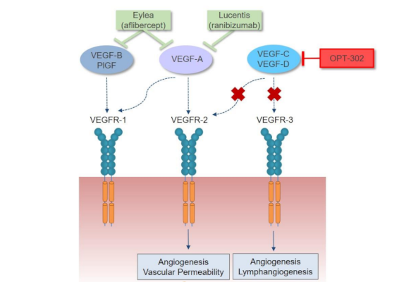 Ensayo con OPT-302, un inhibidor de VEGF-C/D para la degeneración macular neovascular asociada a la edad (nDMAE)